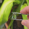 8.28ct Apatite Emerald Cut (No Treatment)
