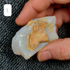 Rough Australian Pipe Opal Large Sizes