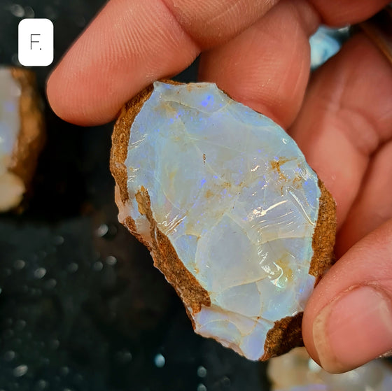 Rough Australian Pipe Opal Large Sizes