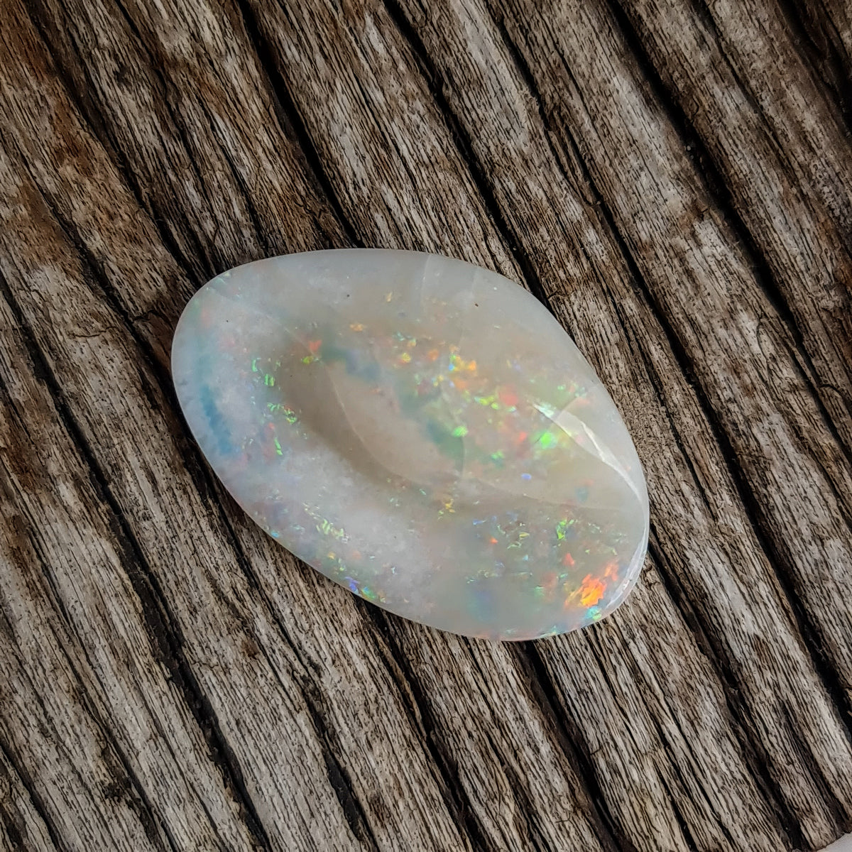 20.76ct Opalized Shell : Lawson Gems - Rough and Cut Gemstones